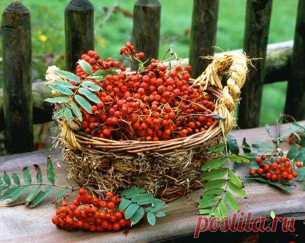 РЯБИНА. ЦЕЛЕБНЫЕ СВОЙСТВА И РЕЦЕПТЫ.