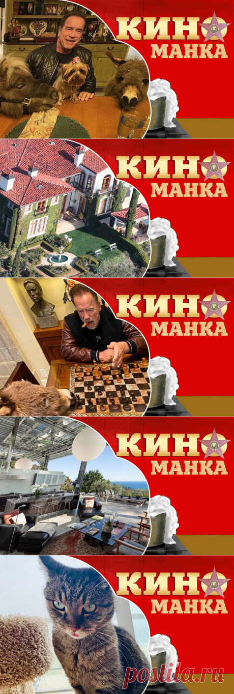 Голливуд на карантине: чем занимаются актеры на самоизоляции | КиноМанка | Яндекс Дзен
Не так давно короткий ролик покорил интернет, в котором Арни агитировал своих фанатов оставаться дома вместе с любимыми питомцами. Лично я еще больше зауважал Арнольда Шварценеггера после этого.