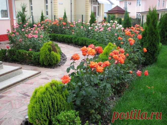 Календарь ухода за розами по месяцам
