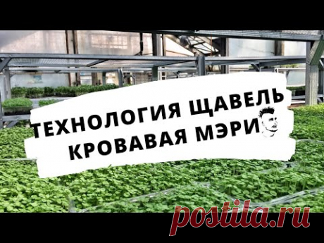 Микрозелень Технология Щавель Кровавая Мэри Сангвиник  Бейби-лист