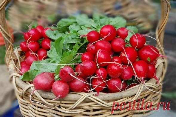 Четыре основных секрета выращивания редиса - Садоводка
