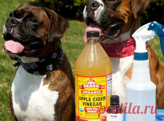 3 проверенных способа, чтобы избавиться от блох в вашем доме, на собаках и кошках - Счастливые заметки