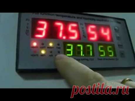 Для инкубатора.Терморегулятор-влагомер,поворот лотков - YouTube