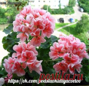 (48) Одноклассники