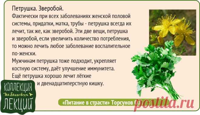 Петрушка, зверобой