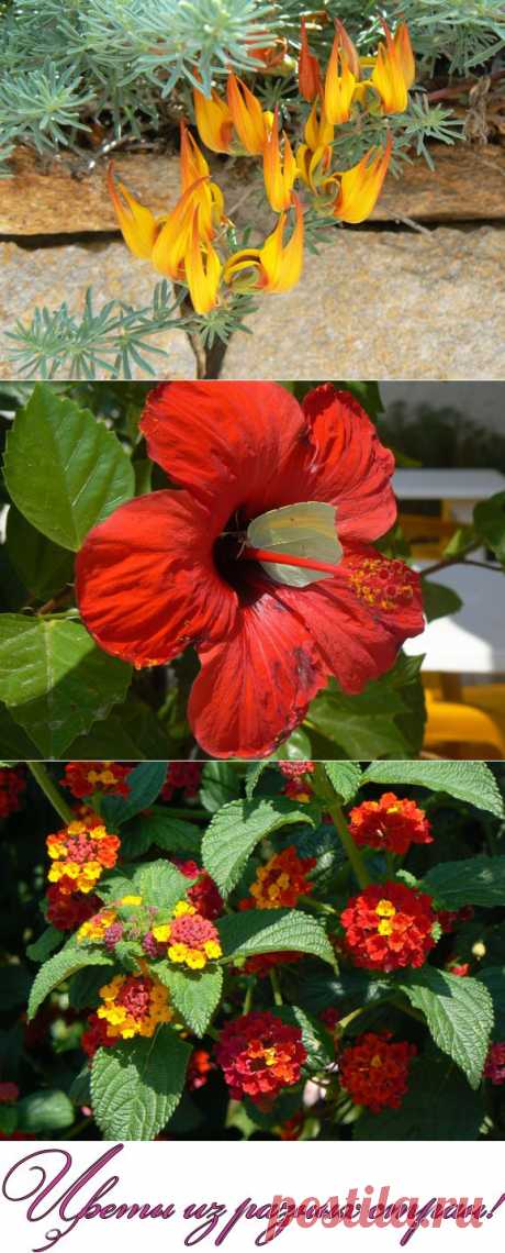 Цветы из разных стран!.