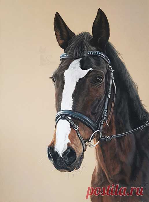 Рисунки и портреты лошадей Кати Зауэр