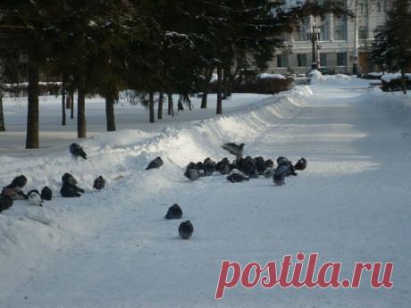 в сквере им. Ф.Э. Дзержинского, зима 2013