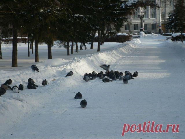 в сквере им. Ф.Э. Дзержинского, зима 2013