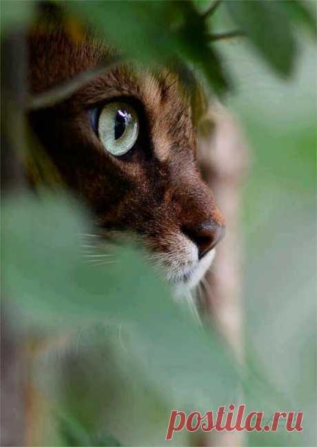 Pinterest