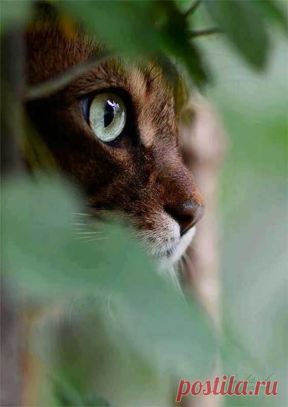 Pinterest