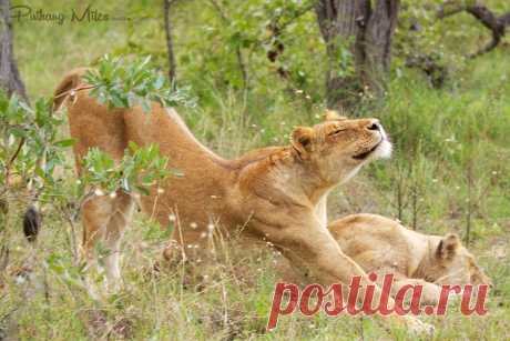 South African Safari | Talk 2 PN Our south african safari took us to the Shindzela region of Kruger National Park, close to Timbavati, famous for their white lions.