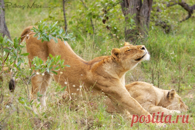 South African Safari | Talk 2 PN Our south african safari took us to the Shindzela region of Kruger National Park, close to Timbavati, famous for their white lions.