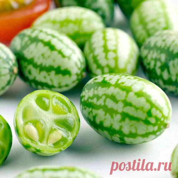 КАК ВЫРАСТИТЬ НА ДАЧЕ АФРИКАНСКИЙ ОГУРЧИК