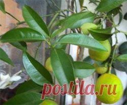 Все, что нужно знать для выращивания апельсина в квартире - Сад на подоконнике