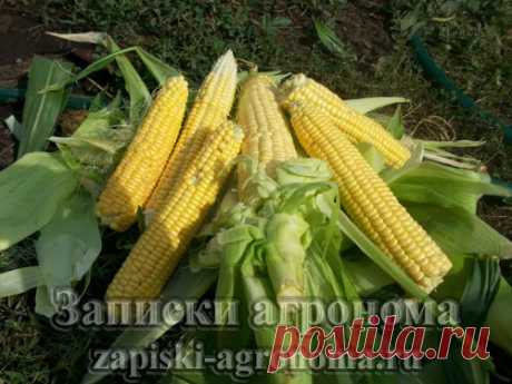 Как вырастить кукурузу в открытом грунте &amp;bull; zapiski-agronoma.ru
