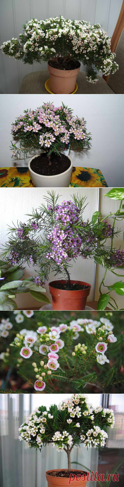 Хамелациум фото Уход в домашних условиях Хамелациум сноуфлейк