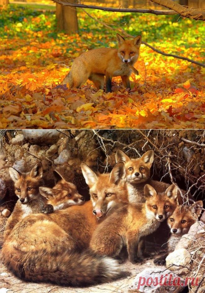 Танцуй мой лисёнок, опять листопад ...