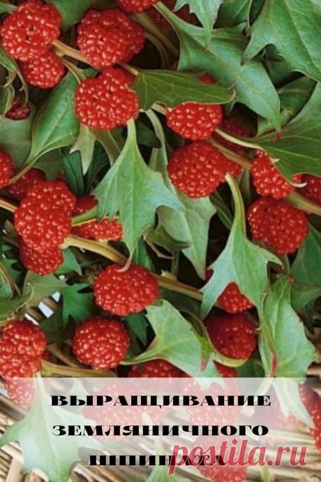 выращивание земляничного шпината