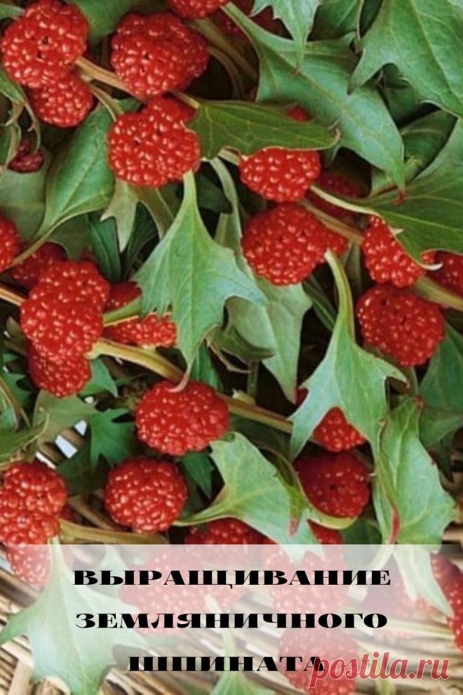 выращивание земляничного шпината