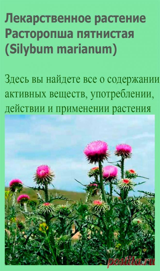 Лекарственное растение Расторопша пятнистая (Silybum marianum). Двулетнее растение высотой 50-150 см. Стебли крепкие, простые или разветвленные. Листья блестяще-зеленые, с белыми пятнами, удлиненно-яйцевидные, выемчато-лопастные, с желтыми шипами. Пурпурные или красно-фиолетовые цветки собраны в одиночные корзинки длиной 4-5 см.