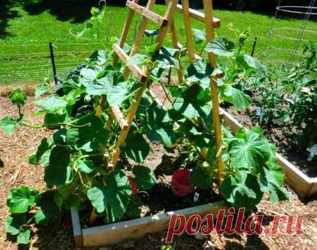 Как правильно прищипывать огурцы в открытом грунте.