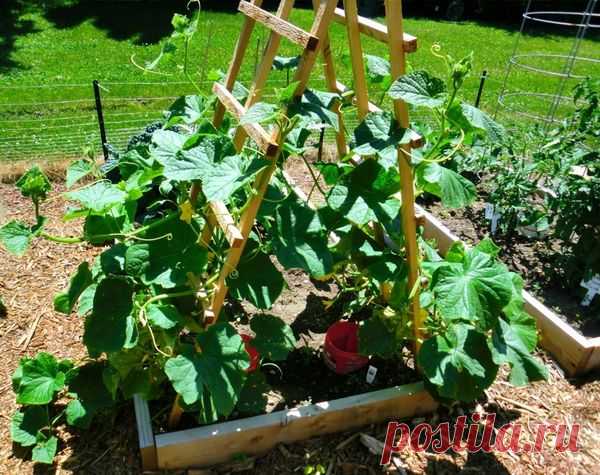 Как правильно прищипывать огурцы в открытом грунте.