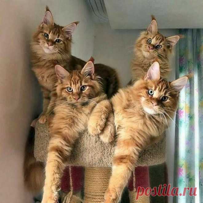 Наше вам с кисточками!