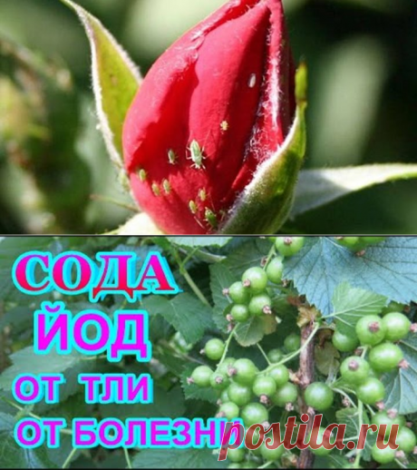 (21) Одноклассники