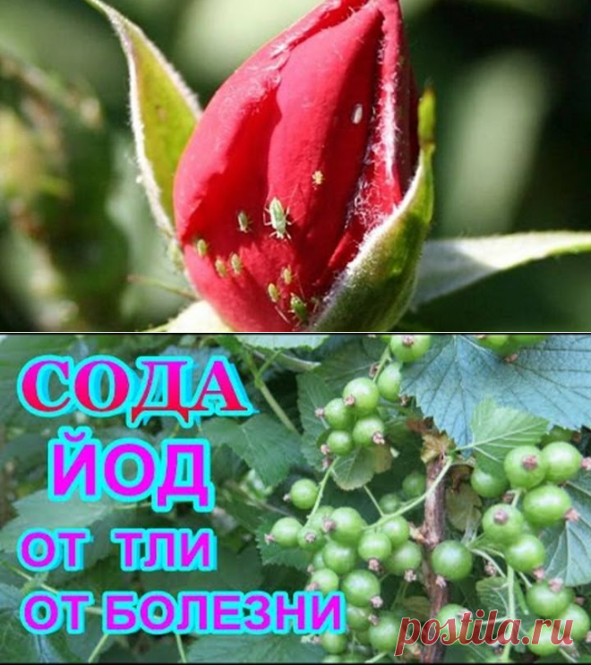 (21) Одноклассники