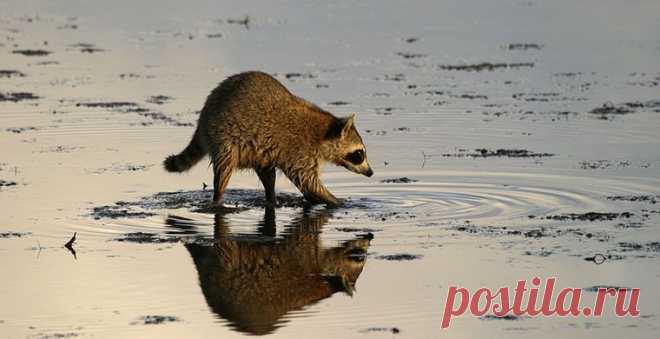 Заполощенные до смерти / Путешествия / Моя Планета