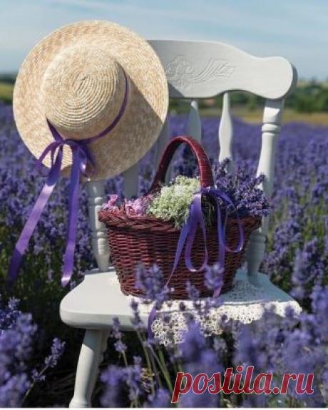•~•~•~•~•~•~•~•~•~•~•~•~•~•~•~•~•~•
Весь мир наполнен ароматами...
Пропахли морем берега,
Луга – ромашкою и мятою...
И нежным клевером стога...

                  А я возьму лаванды веточку
                  И помечтаю в тишине...
                  Она, как маленькая весточка
                  Из детства присланная мне...

Руками травника умелого,
От всех болезней исцелит:
Излечит раны застарелые,
И успокоит, и взбодрит.
