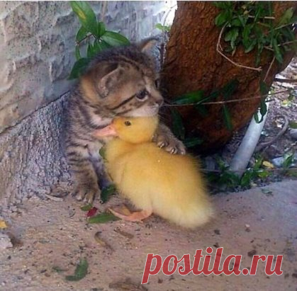 Я тебя никому не отдам, моя утя!
