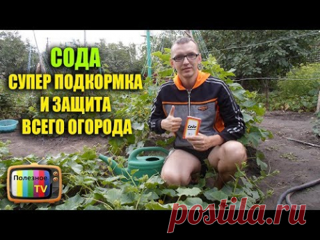 СОДА СУПЕР ПОДКОРМКА И ЗАЩИТА ВСЕГО ОГОРОДА
