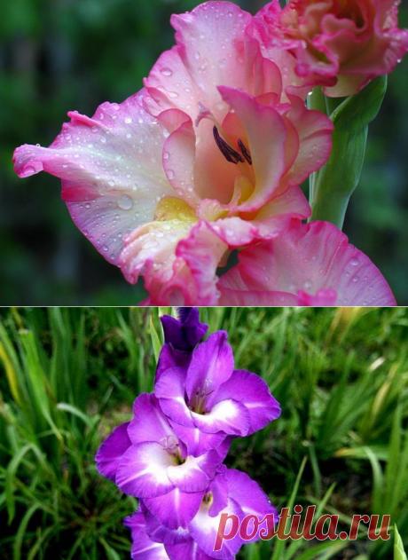 Выкапываем гладиолусы: 5 важных правил | РОЗЫ