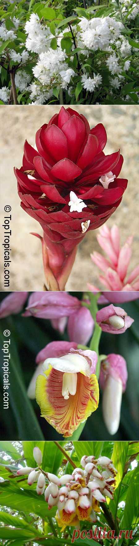 дейция махровая: 233 изображения найдено в Яндекс.Картинках