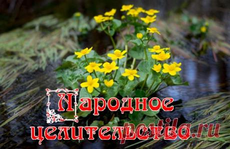 Калужница болотная

Среди красивых первоцветов выделяют калужницу болотную. Приземистые желтые кустики формируют яркие округлые посадки. Известны не только декоративные качества, но и лекарственные свойства калужницы болотной. Культуру активно применяют в народной медицине.

Как выглядит и где растет

Первоцвет относят к семейству Лютиковые. Травянистое растение можно встретить во влажных местностях. С латинского языка название переводят как чаша. Открытый цветок напоминае...