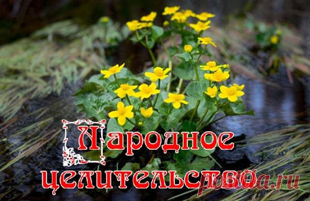 Калужница болотная

Среди красивых первоцветов выделяют калужницу болотную. Приземистые желтые кустики формируют яркие округлые посадки. Известны не только декоративные качества, но и лекарственные свойства калужницы болотной. Культуру активно применяют в народной медицине.

Как выглядит и где растет

Первоцвет относят к семейству Лютиковые. Травянистое растение можно встретить во влажных местностях. С латинского языка название переводят как чаша. Открытый цветок напоминае...