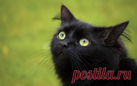 Черный красавчик!