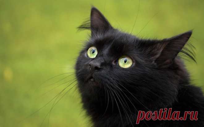 Черный красавчик!