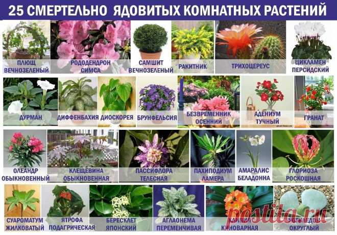 25 смертельно ядовитых комнатных растений