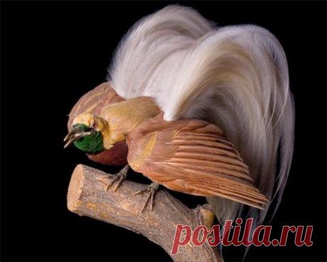 РАЙСКАЯ ПТИЦА - самая красивая птица нашей планеты. Относится к отряду воробьинообразных. Насчитывается 45 видов. 38 из них встречаются только в Новой Гвинее.