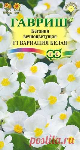 Бегония вечноцветущая "Вариация белая F1