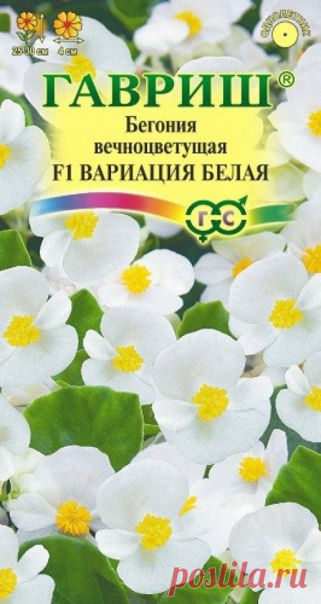 Бегония вечноцветущая &quot;Вариация белая F1