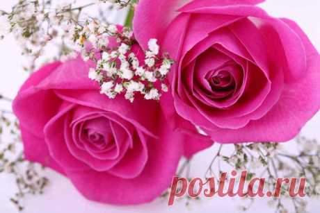 Письмо «сообщение Классные_фоны : Схема &quot;Прекрасные розы&quot; (20:39 31-05-2014) [1067121/326360149]» — Классные_фоны — Яндекс.Почта