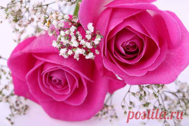 Письмо «сообщение Классные_фоны : Схема "Прекрасные розы" (20:39 31-05-2014) [1067121/326360149]» — Классные_фоны — Яндекс.Почта