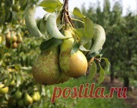 Самые вкусные сорта груши по отзывам садоводов - МирТесен