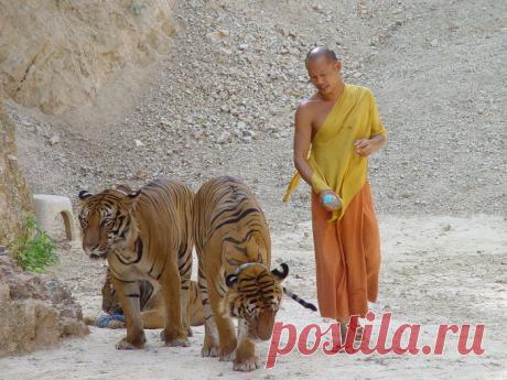 Как поклоняются животным в разных странах