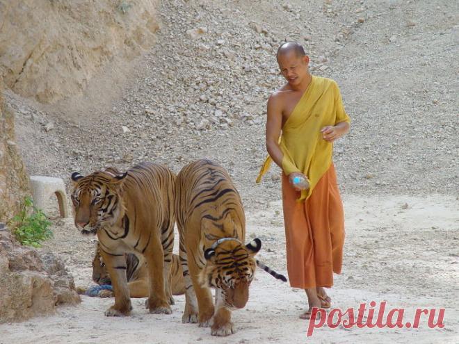 Как поклоняются животным в разных странах