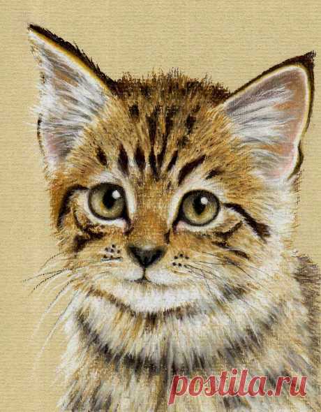 Нарисуйте этого котенка с помощью 9 пастельных карандашей — Школа искусств Колина Брэдли